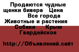 Продаются чудные щенки бивера › Цена ­ 25 000 - Все города Животные и растения » Собаки   . Крым,Гвардейское